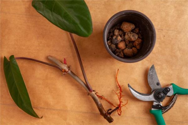 Budding and Grafting - Short Course