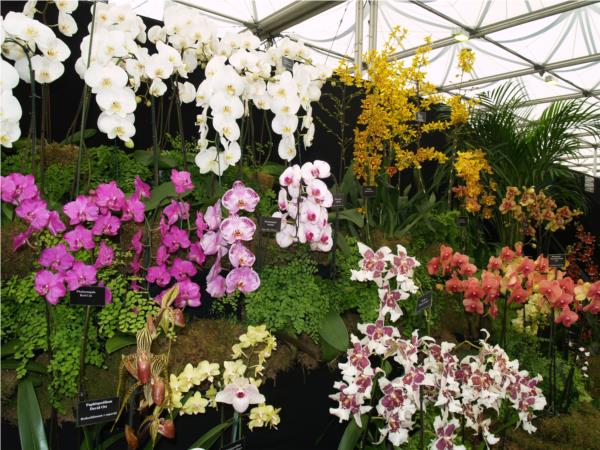 Cut Flower Orchids