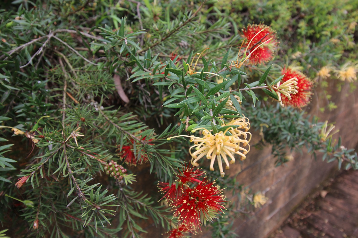 Australian Native Plants in Modern Gardens