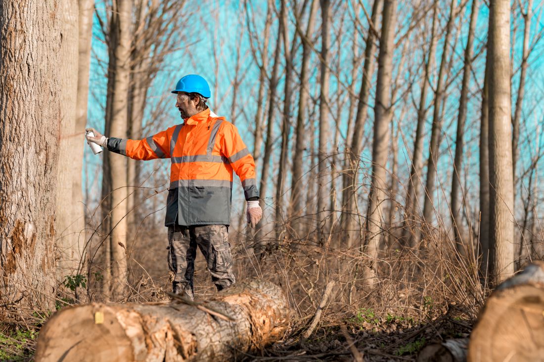 Work in Forestry | A Career You Can Cut Out for Yourself